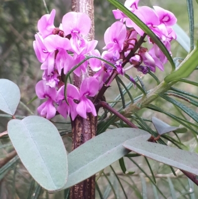 Indigofera australis subsp. australis (Australian Indigo) at Acton, ACT - 23 Oct 2021 by abread111