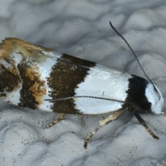 Euphiltra eroticella (A Concealer moth (Wingia group)) at Ainslie, ACT - 23 Oct 2021 by jb2602