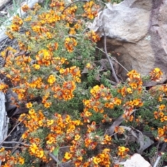 Pultenaea procumbens (Bush Pea) at ANBG South Annex - 23 Oct 2021 by abread111