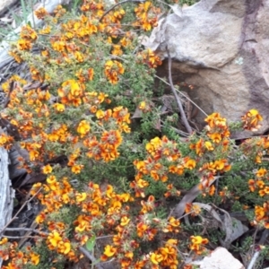 Pultenaea procumbens at Acton, ACT - 23 Oct 2021 03:17 PM