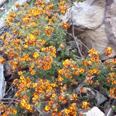 Pultenaea procumbens (Bush Pea) at ANBG South Annex - 23 Oct 2021 by abread111