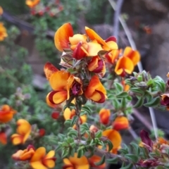 Pultenaea procumbens at Acton, ACT - 23 Oct 2021 03:17 PM