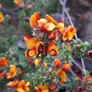 Pultenaea procumbens at Acton, ACT - 23 Oct 2021 03:17 PM