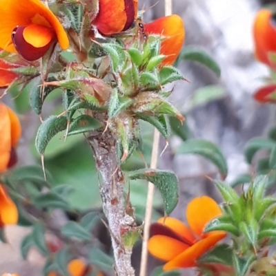 Pultenaea procumbens (Bush Pea) at ANBG South Annex - 23 Oct 2021 by abread111