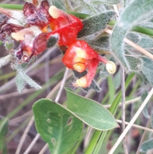 Grevillea alpina at Acton, ACT - 23 Oct 2021