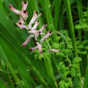 Fumaria bastardii at Molonglo Valley, ACT - 23 Oct 2021