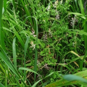 Fumaria bastardii at Molonglo Valley, ACT - 23 Oct 2021