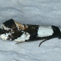 Monopis icterogastra (Wool Moth) at Ainslie, ACT - 23 Oct 2021 by jb2602