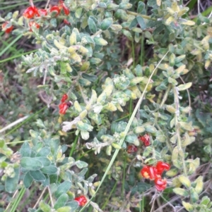 Grevillea alpina at Acton, ACT - 23 Oct 2021 04:23 PM