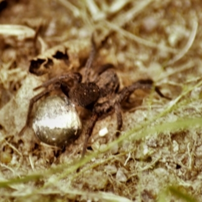Lycosidae (family) (Wolf spider) at Jerrabomberra, NSW - 25 Oct 2021 by Tmac