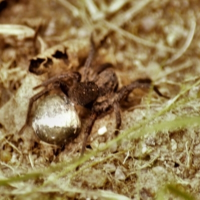 Lycosidae (family) (Unidentified wolf spider) at Jerrabomberra, NSW - 25 Oct 2021 by TmacPictures