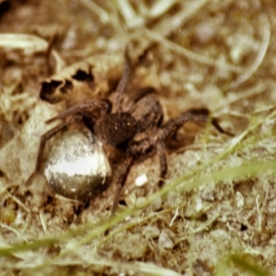 Lycosidae (family) (Unidentified wolf spider) at Mount Jerrabomberra - 25 Oct 2021 by TmacPictures