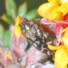 Ethonion reichei (A jewel beetle) at Namadgi National Park - 23 Oct 2021 by Harrisi