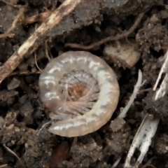 Diplopoda (class) (Unidentified millipede) at Jerrabomberra, NSW - 25 Oct 2021 by TmacPictures