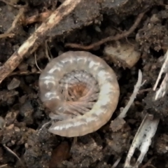 Diplopoda (class) (Unidentified millipede) at QPRC LGA - 25 Oct 2021 by TmacPictures