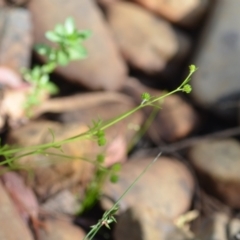 Ranunculus sessiliflorus var. sessiliflorus at Wamboin, NSW - 21 Nov 2020