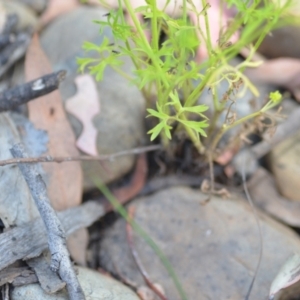 Ranunculus sessiliflorus var. sessiliflorus at Wamboin, NSW - 21 Nov 2020