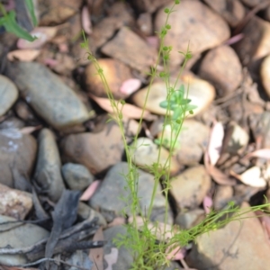 Ranunculus sessiliflorus var. sessiliflorus at Wamboin, NSW - 21 Nov 2020