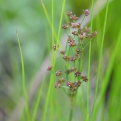 Juncus articulatus subsp. articulatus (Jointed Rush) at Wamboin, NSW - 21 Nov 2020 by natureguy