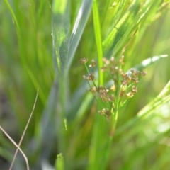 Juncus articulatus subsp. articulatus at Wamboin, NSW - 21 Nov 2020 06:10 PM