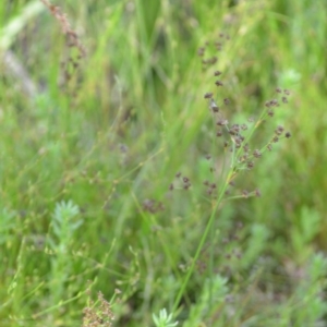 Juncus articulatus subsp. articulatus at Wamboin, NSW - 21 Nov 2020 06:10 PM