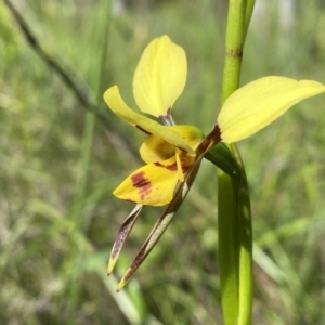 Diuris sulphurea at Kambah, ACT - suppressed