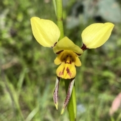 Diuris sulphurea at Kambah, ACT - suppressed