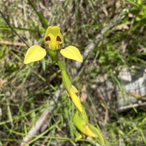 Diuris sulphurea at Kambah, ACT - suppressed