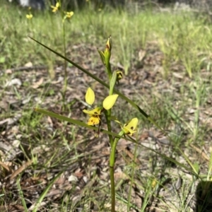 Diuris sulphurea at Kambah, ACT - suppressed