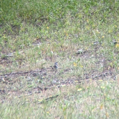 Stagonopleura guttata (Diamond Firetail) at Terrick Terrick National Park - 23 Oct 2021 by Darcy