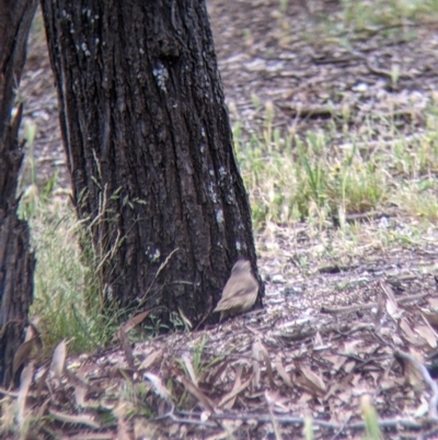 Climacteris picumnus (Brown Treecreeper) at Terrick Terrick National Park - 23 Oct 2021 by Darcy