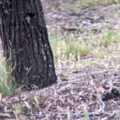 Climacteris picumnus victoriae at Mitiamo, VIC - 23 Oct 2021