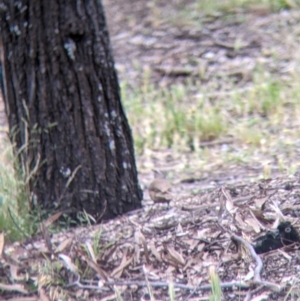 Climacteris picumnus victoriae at Mitiamo, VIC - 23 Oct 2021