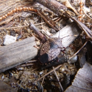 Notius consputus at Tathra, NSW - 25 Oct 2021 09:10 AM