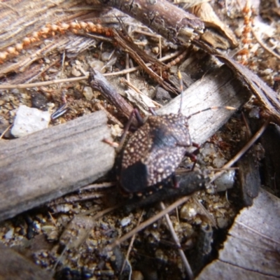 Notius consputus (Yellow-dotted shield bug) at Tathra Public School - 24 Oct 2021 by TathraPreschool