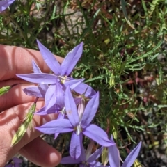 Isotoma axillaris (Australian Harebell, Showy Isotome) at Mitiamo, VIC - 23 Oct 2021 by Darcy