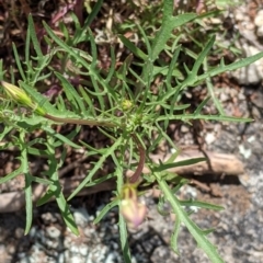 Isotoma axillaris at Mitiamo, VIC - 23 Oct 2021 02:08 PM