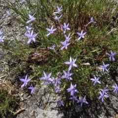 Isotoma axillaris at Mitiamo, VIC - 23 Oct 2021 02:08 PM