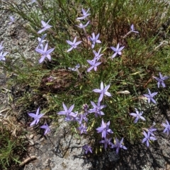 Isotoma axillaris at Mitiamo, VIC - 23 Oct 2021 02:08 PM