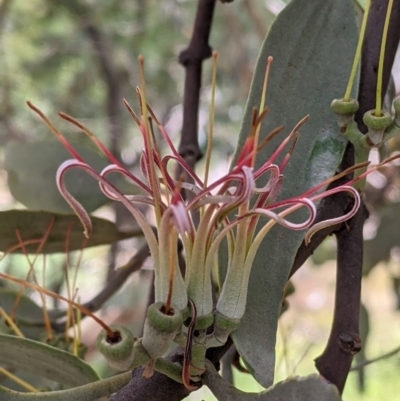 Amyema quandang var. quandang (Grey Mistletoe) at Mitiamo, VIC - 23 Oct 2021 by Darcy