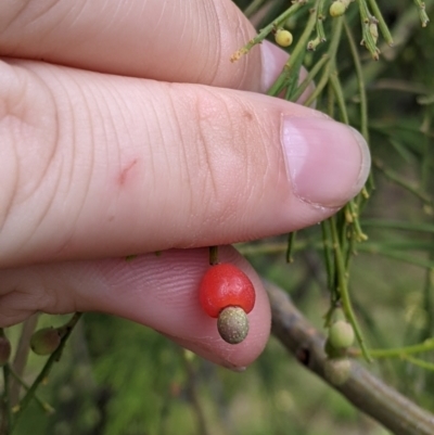 Exocarpos cupressiformis (Cherry Ballart) at Terrick Terrick National Park - 23 Oct 2021 by Darcy