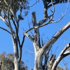 Callocephalon fimbriatum (Gang-gang Cockatoo) at FMC500: Bragg St Swales - 25 Oct 2021 by cmobbs