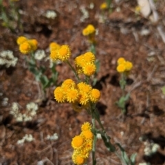 Chrysocephalum apiculatum (Common Everlasting) at Mitiamo, VIC - 23 Oct 2021 by Darcy