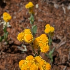 Chrysocephalum apiculatum at Mitiamo, VIC - 23 Oct 2021 02:46 PM