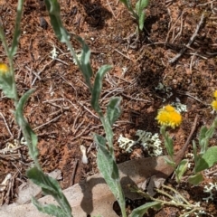 Chrysocephalum apiculatum at Mitiamo, VIC - 23 Oct 2021 02:46 PM