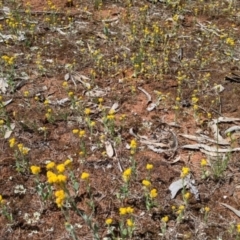 Chrysocephalum apiculatum at Mitiamo, VIC - 23 Oct 2021