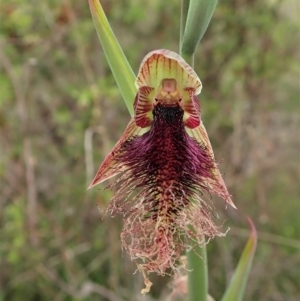 Calochilus platychilus at Cook, ACT - 21 Oct 2021