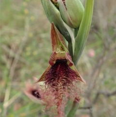 Calochilus platychilus at Cook, ACT - suppressed