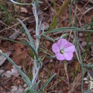 Convolvulus angustissimus subsp. angustissimus at Mitiamo, VIC - 23 Oct 2021