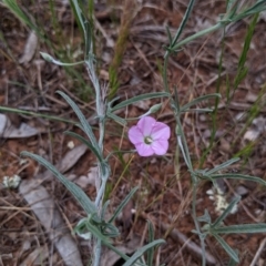 Convolvulus angustissimus subsp. angustissimus at Mitiamo, VIC - 23 Oct 2021